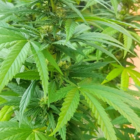 Special kush 1  growlog timeline photo