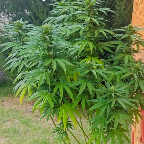 Special kush 1  growlog timeline photo