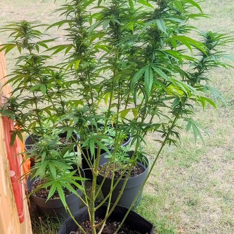 Special kush 1  growlog timeline photo