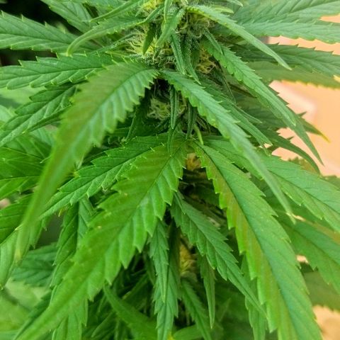 Special kush 1  growlog timeline photo