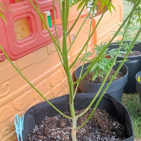 Special kush 1  growlog timeline photo