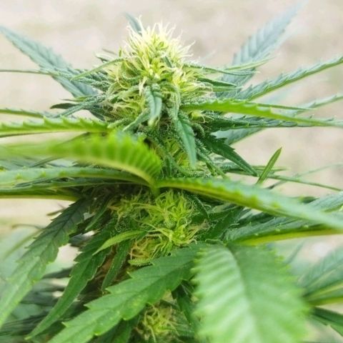 Special kush 1  growlog timeline photo