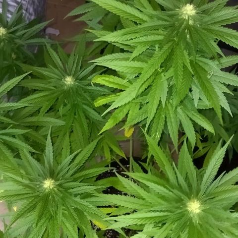 Special kush 1  growlog timeline photo