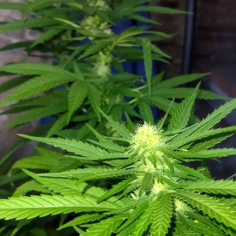 Special kush 1  growlog timeline photo