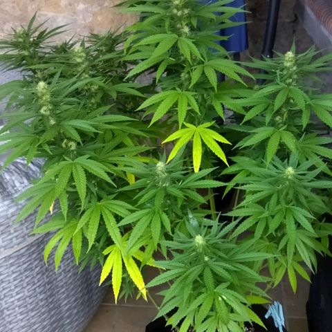 Special kush 1  growlog timeline photo