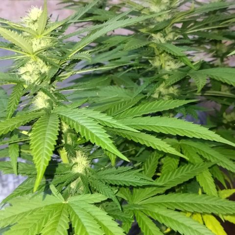 Special kush 1  growlog timeline photo