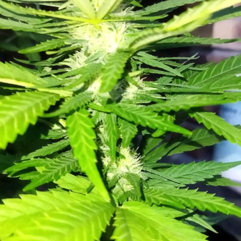 Special kush 1  growlog timeline photo