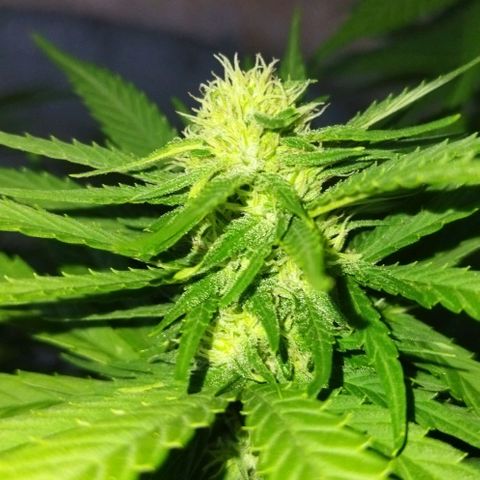 Special kush 1  growlog timeline photo