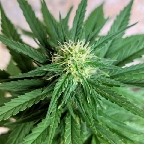Special kush 1  growlog timeline photo