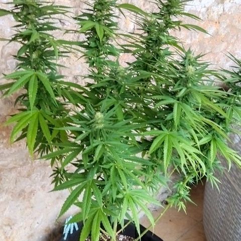 Special kush 1  growlog timeline photo