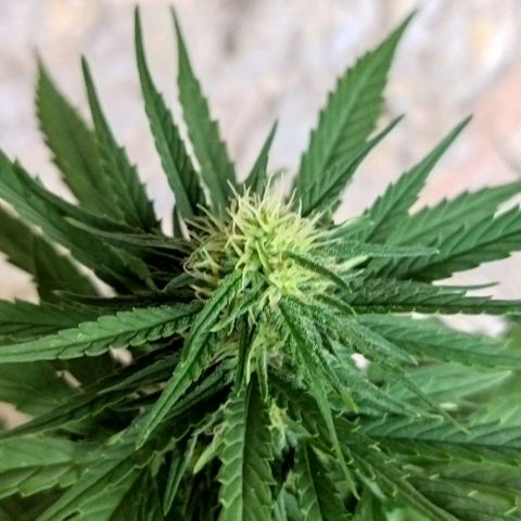 Special kush 1  growlog timeline photo
