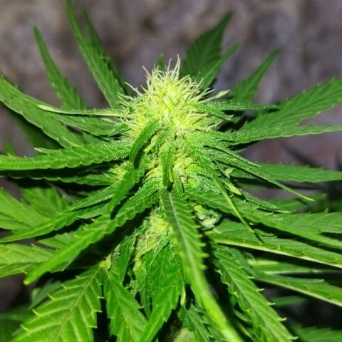 Special kush 1  growlog timeline photo
