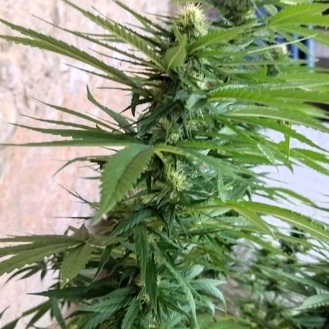 Special kush 1  growlog timeline photo