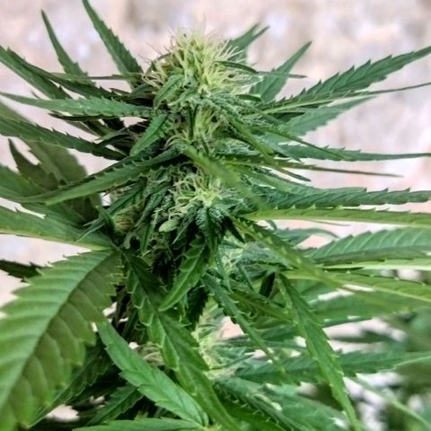 Special kush 1  growlog timeline photo
