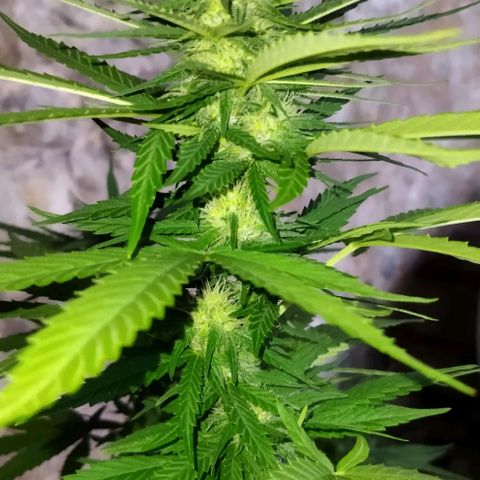 Special kush 1  growlog timeline photo