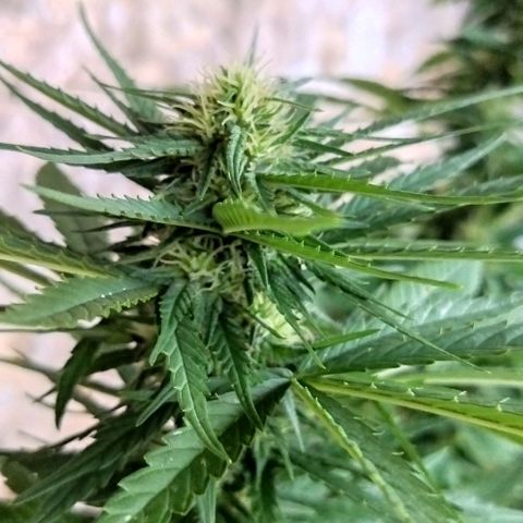 Special kush 1  growlog timeline photo