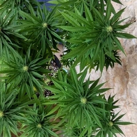 Special kush 1  growlog timeline photo