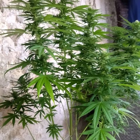 Special kush 1  growlog timeline photo