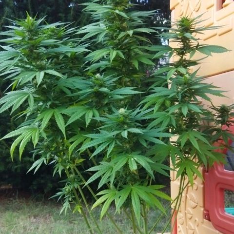 Special kush 1  growlog timeline photo