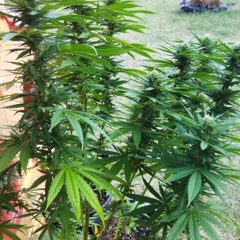 Special kush 1  growlog timeline photo