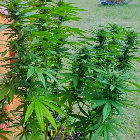 Special kush 1  growlog timeline photo
