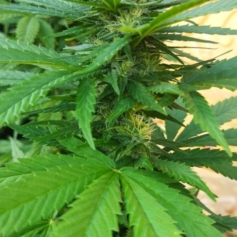 Special kush 1  growlog timeline photo