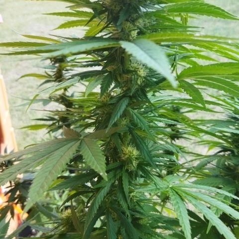 Special kush 1  growlog timeline photo