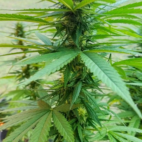 Special kush 1  growlog timeline photo