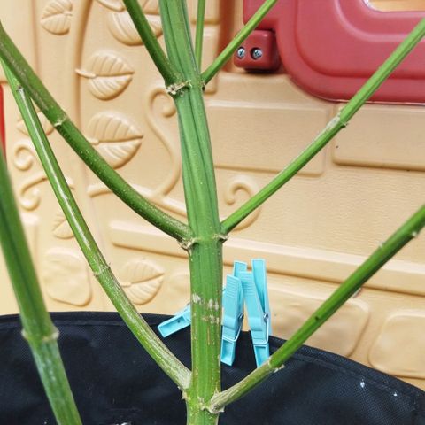 Special kush 1  growlog timeline photo
