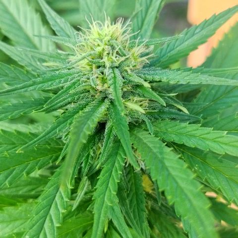 Special kush 1  growlog timeline photo