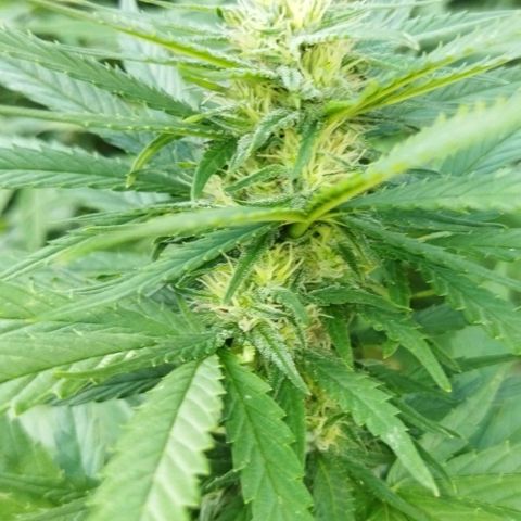 Special kush 1  growlog timeline photo