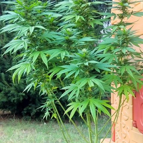 Special kush 1  growlog timeline photo