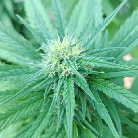 Special kush 1  growlog timeline photo