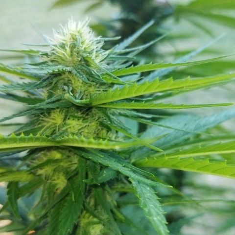 Special kush 1  growlog timeline photo