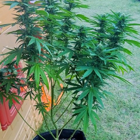 Special kush 1  growlog timeline photo