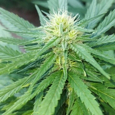 Special kush 1  growlog timeline photo