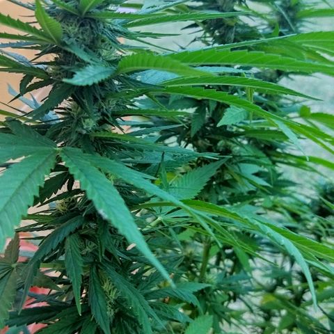 Special kush 1  growlog timeline photo