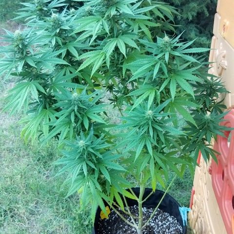 Special kush 1  growlog timeline photo
