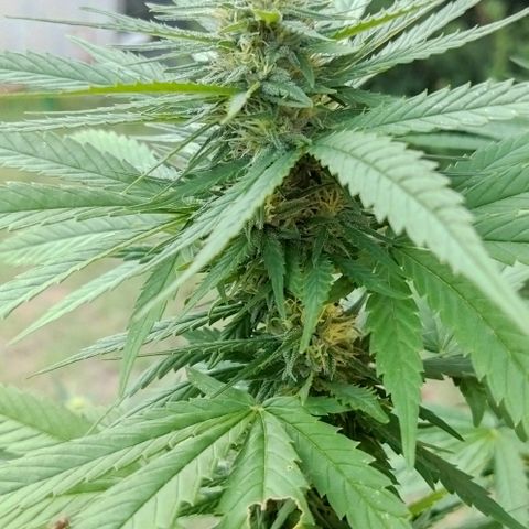 Special kush 1  growlog timeline photo