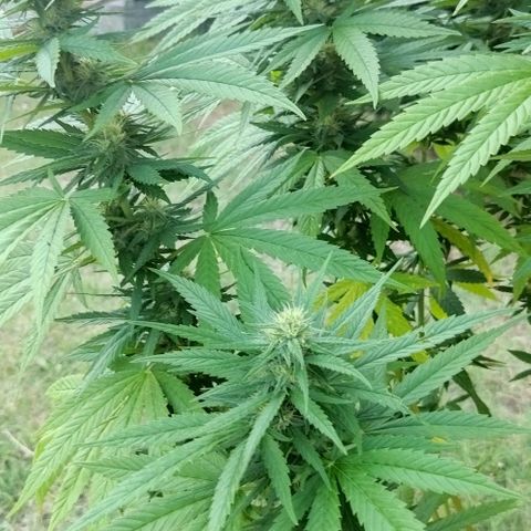 Special kush 1  growlog timeline photo