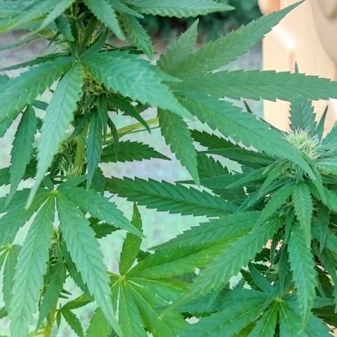 Special kush 1  growlog timeline photo