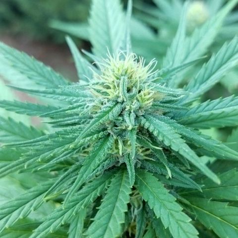 Special kush 1  growlog timeline photo