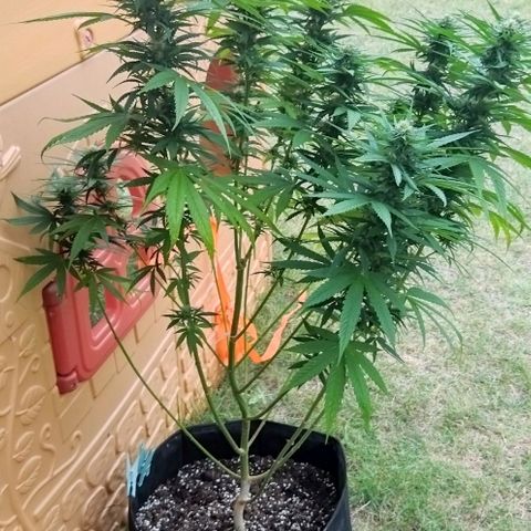 Special kush 1  growlog timeline photo