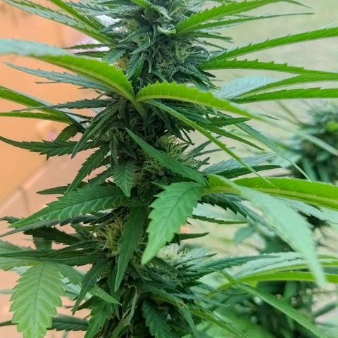 Special kush 1  growlog timeline photo