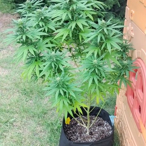 Special kush 1  growlog timeline photo