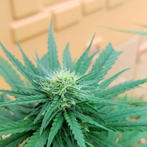 Special kush 1  growlog timeline photo