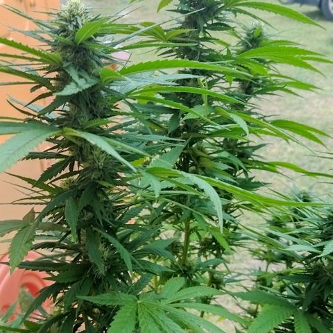 Special kush 1  growlog timeline photo