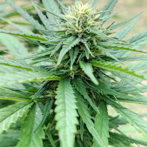 Special kush 1  growlog timeline photo