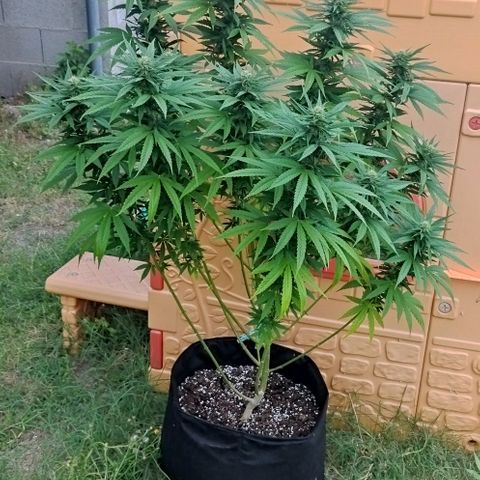 Special kush 1  growlog timeline photo