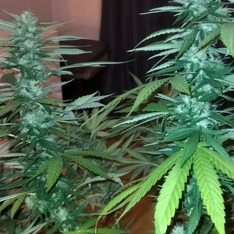 Special kush 1  growlog timeline photo
